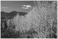 Aspen forest and mountains. Glacier National Park ( black and white)