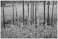 Meadow packed with tree sapplings. Glacier National Park ( black and white)