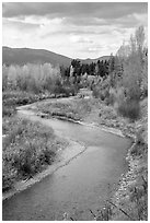 Autumn foliage along the North Fork of Flathead River. Glacier National Park ( black and white)