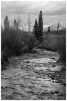 Bowman Creek. Glacier National Park ( black and white)