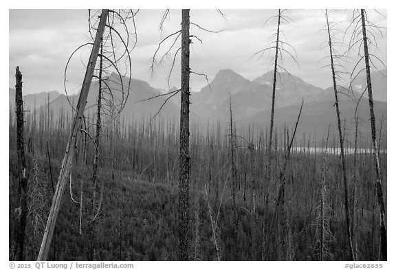 Recovering burned forest from 2007 wildfire. Glacier National Park (black and white)