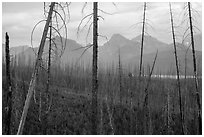 Recovering burned forest from 2007 wildfire. Glacier National Park ( black and white)