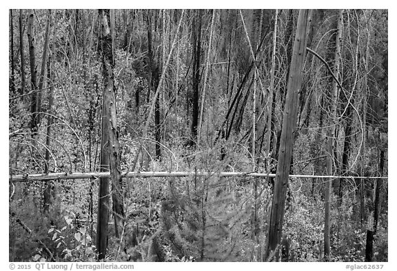 New growth alongs trees burned by 2007 wildfire. Glacier National Park (black and white)