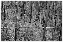 New growth alongs trees burned by 2007 wildfire. Glacier National Park ( black and white)