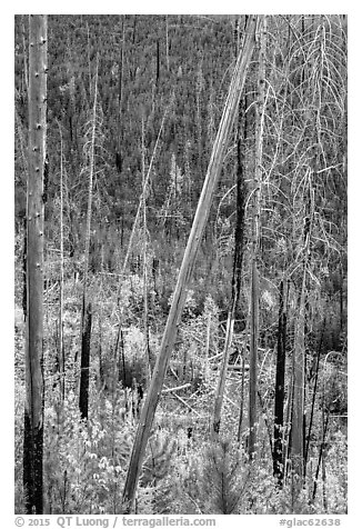 Burned trees and new growth in autumn. Glacier National Park (black and white)
