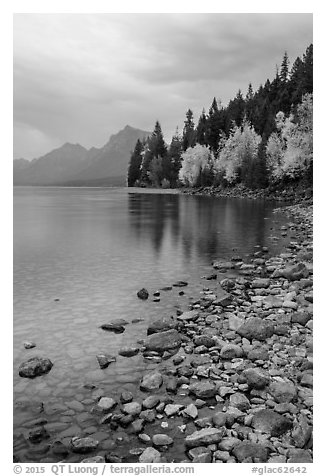 Lake McDonald lakeshore at dusk with autum foliage. Glacier National Park (black and white)