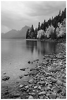 Lake McDonald lakeshore at dusk with autum foliage. Glacier National Park ( black and white)