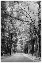 Road below canopy of tall trees in autumn, Apgar. Glacier National Park ( black and white)