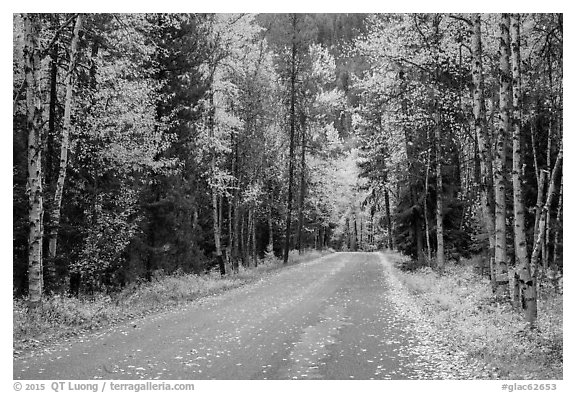 Road surrounded by fall foliage in autumn. Glacier National Park (black and white)
