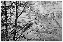 Tree branches blurred by wind, Lake McDonald. Glacier National Park ( black and white)
