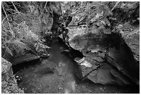 Emerald waters, Avalanche Creek. Glacier National Park ( black and white)