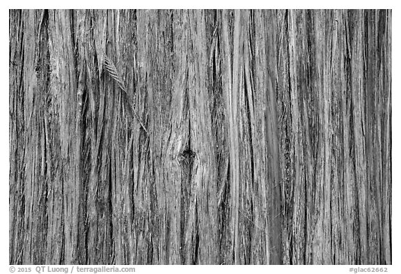 Close-up of trunk. Glacier National Park (black and white)