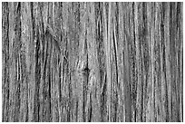 Close-up of trunk. Glacier National Park ( black and white)