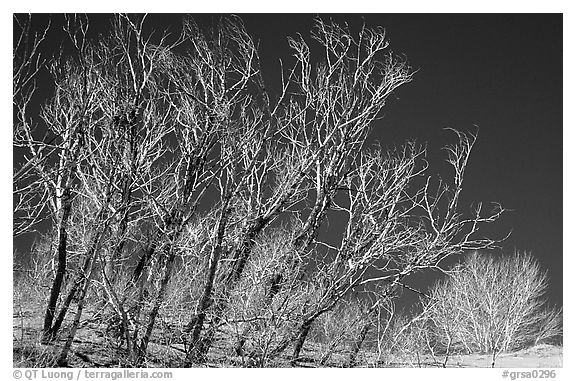 Ghost forest: squeletons of trees engulfed by the sands. Great Sand Dunes National Park and Preserve (black and white)