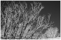 Ghost forest: squeletons of trees engulfed by the sands. Great Sand Dunes National Park, Colorado, USA. (black and white)