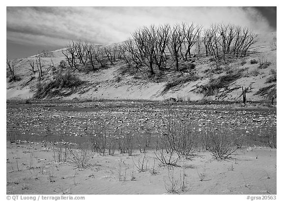 Dry creek and tree skeletons on edge of sand dunes. Great Sand Dunes National Park (black and white)