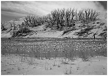 Dry creek and tree skeletons on edge of sand dunes. Great Sand Dunes National Park ( black and white)