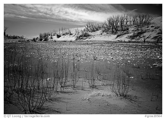 Ghost Forest, skeletons of trees engulfed by sands. Great Sand Dunes National Park (black and white)