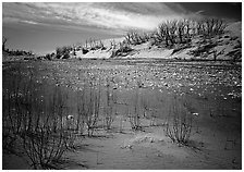 Ghost Forest, skeletons of trees engulfed by sands. Great Sand Dunes National Park, Colorado, USA. (black and white)