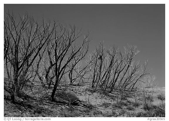 Dead trees on sand dunes. Great Sand Dunes National Park (black and white)