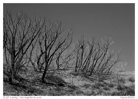 Dead trees on sand dunes. Great Sand Dunes National Park, Colorado, USA.