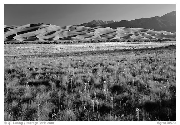 Wildflowers, grass prairie and dunes. Great Sand Dunes National Park and Preserve (black and white)