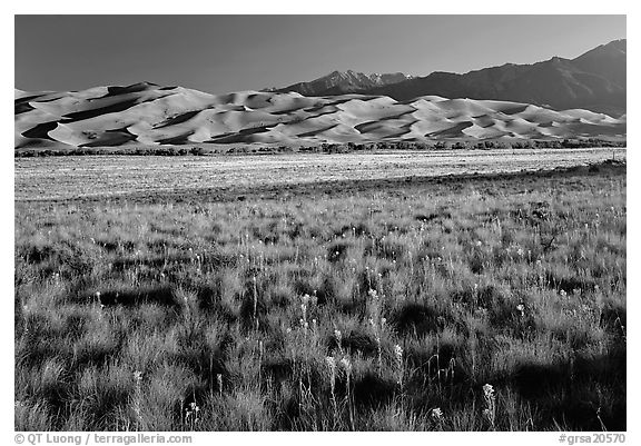 Wildflowers, grass prairie and dunes. Great Sand Dunes National Park, Colorado, USA.