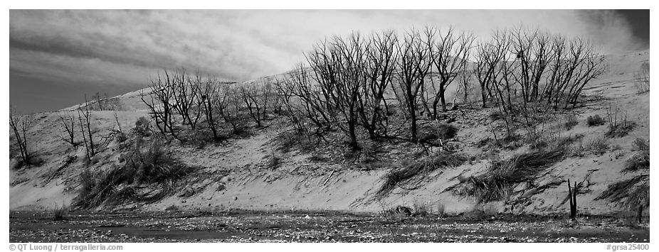 Dune edge with dead trees. Great Sand Dunes National Park (black and white)