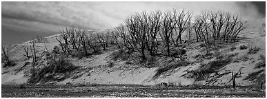 Dune edge with dead trees. Great Sand Dunes National Park and Preserve (Panoramic black and white)