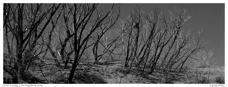 Tree skeletons on dunes. Great Sand Dunes National Park (black and white)