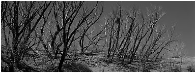 Tree skeletons on dunes. Great Sand Dunes National Park and Preserve (Panoramic black and white)