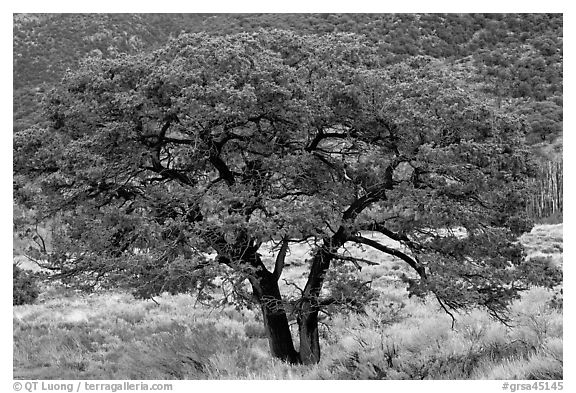 Pinyon pine tree. Great Sand Dunes National Park, Colorado, USA.