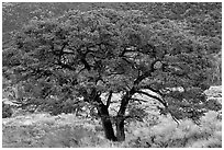 Pinyon pine tree. Great Sand Dunes National Park, Colorado, USA. (black and white)
