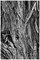 Bark detail of Pinyon pine trunk. Great Sand Dunes National Park, Colorado, USA. (black and white)