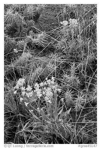 Yellow flowers and cactus. Great Sand Dunes National Park and Preserve (black and white)