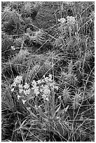 Yellow flowers and cactus. Great Sand Dunes National Park, Colorado, USA. (black and white)