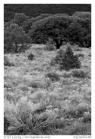 Slope with yellow flowers and pinyon pines. Great Sand Dunes National Park and Preserve (black and white)