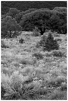 Slope with yellow flowers and pinyon pines. Great Sand Dunes National Park, Colorado, USA. (black and white)