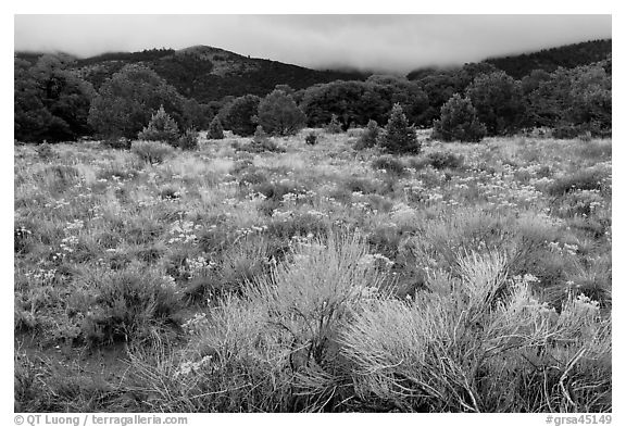 Sagebrush in bloom and pinyon pine forest. Great Sand Dunes National Park, Colorado, USA.