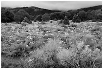 Sagebrush in bloom and pinyon pine forest. Great Sand Dunes National Park, Colorado, USA. (black and white)
