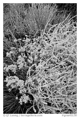 Closeup of shrubs. Great Sand Dunes National Park, Colorado, USA.