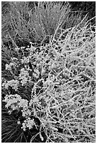 Closeup of shrubs. Great Sand Dunes National Park and Preserve ( black and white)