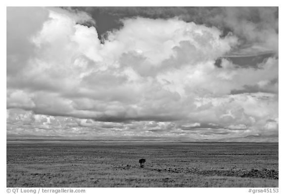 Solitary tree on prairie below cloud. Great Sand Dunes National Park, Colorado, USA.