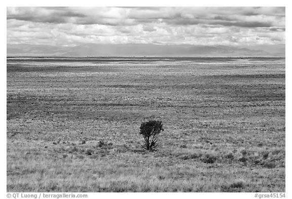 Lonely tree on plain. Great Sand Dunes National Park and Preserve (black and white)