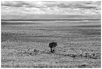 Lonely tree on plain. Great Sand Dunes National Park, Colorado, USA. (black and white)