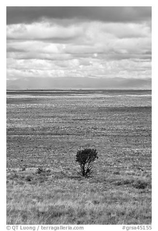 Lone tree and flatland. Great Sand Dunes National Park, Colorado, USA.