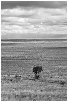 Lone tree and flatland. Great Sand Dunes National Park, Colorado, USA. (black and white)