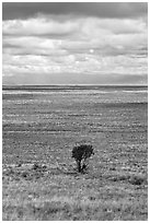 Lone tree and flatland. Great Sand Dunes National Park and Preserve ( black and white)