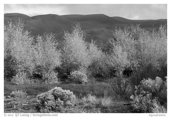 Cottonwoods in fall foliage and dark dunes. Great Sand Dunes National Park, Colorado, USA.