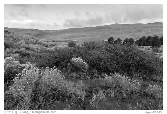 Shrubs in autumn and dunes. Great Sand Dunes National Park, Colorado, USA.